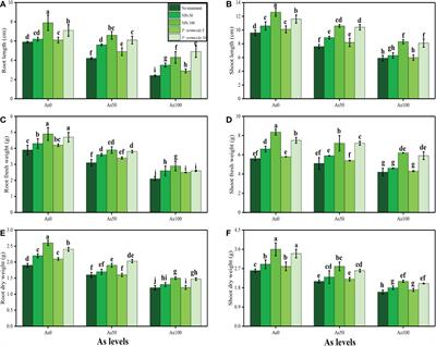 Combined application of plant growth-promoting bacteria and iron oxide nanoparticles ameliorates the toxic effects of arsenic in Ajwain (Trachyspermum ammi L.)